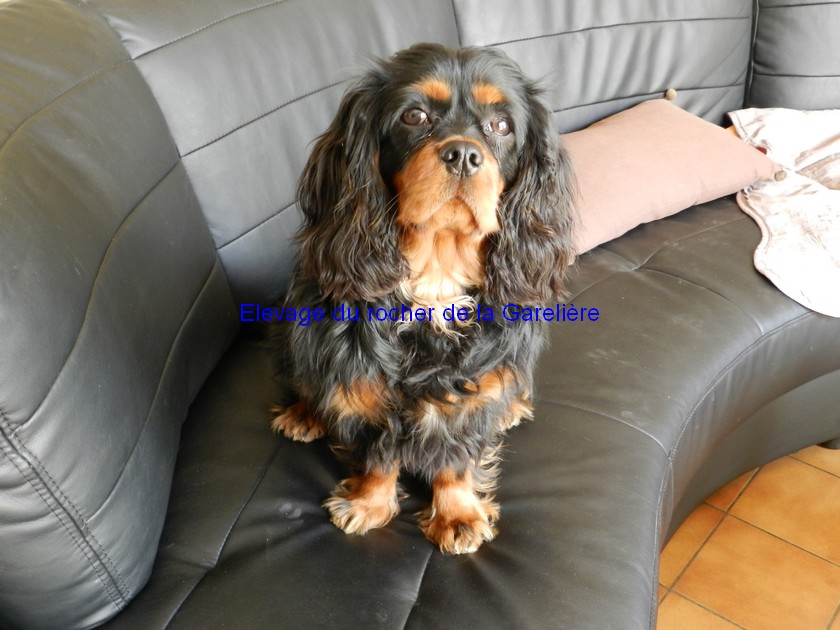 Cavalier King Charles : Idor du rocher de la Garelire